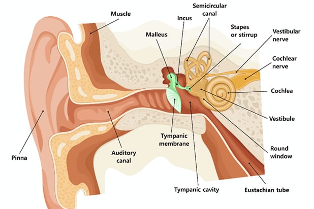 Vestibular Nerve